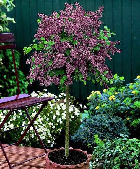 Red Pixie Lilac Tree Bareroot Lilac Tree Planting Flowers Red Pixie
