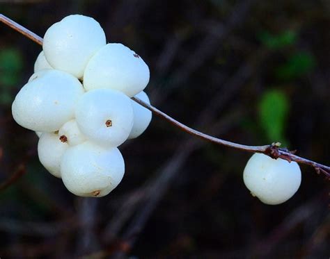Symphoricarpos Albus Snowberry Fruit The Priory Beccles Flickr