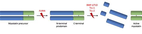 Schematic Representation Of Myostatin Processing Promyostatin The
