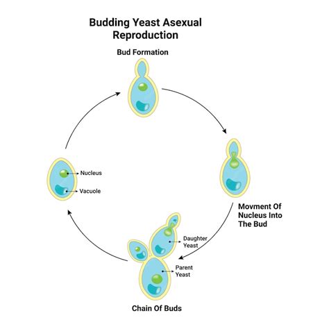 Premium Vector Budding Yeast Asexual Reproduction Vector Illustration