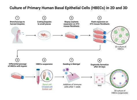 Protocol To Culture Primary Human Basal Epithelial Cells In 2d And 3d