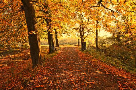 Beautiful Autumn In The Park Stock Photo Image Of Trees Natural