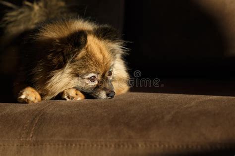 Sad Looking Pomeranian Puppy Stock Image Image Of Pomeranian Down