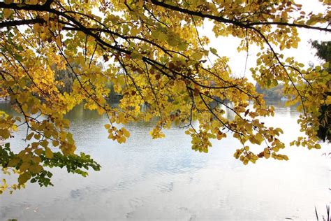 Tree With Yellow Autumn Leaves Hanging Over The Water Stock Image