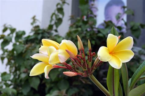 Yellow Plumeria Hawaiian Flowers My Brother In Law And S Flickr