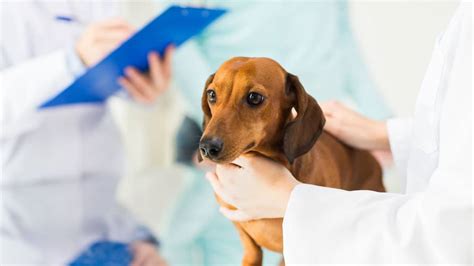 5 Big Hip Problems In Dachshunds Causes Prevention And Treatments