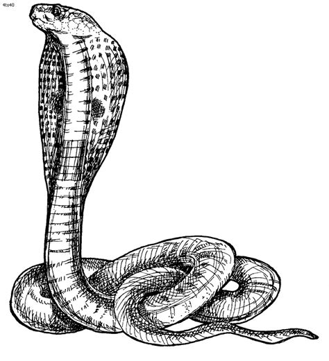 King Cobra Snake Coloring Pages Download And Print For Free