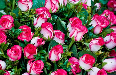 тапети роза цветя букет Chicly прекрасно 2000x1300 Wallup