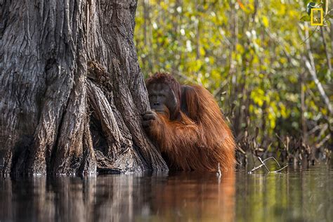 Winning Photos Of The 2017 National Geographic Nature Photographer Of