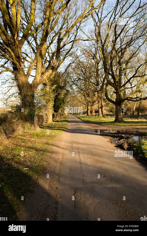 Quiet Country Road Avenue Of Deciduous Trees In Winter Sutton Suffolk