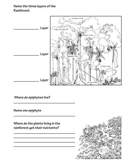 Rainforest Layers Worksheet