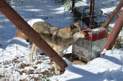 Colorado Discoveries 16 Colorado Wolf And Wildlife Center Ground