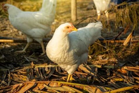Considering Rhode Island White Chickens The 15 Things You Must Know