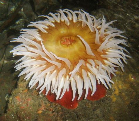 Real Monstrosities Sea Anemone
