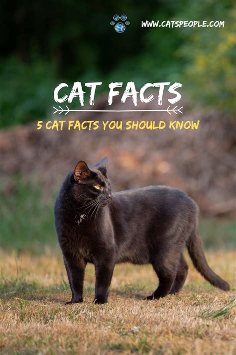 5 Cat Facts You Should Know In 2020 Cat Facts Cat Parenting Cat Care