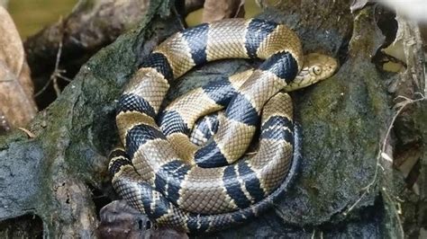 Ular ini hidup di sepanjang sungai baleh di kalimantan, menurut berbagai sumber ular itu anaconda tidak berbisa. 10 Ular Kobra Paling Berbisa di Dunia