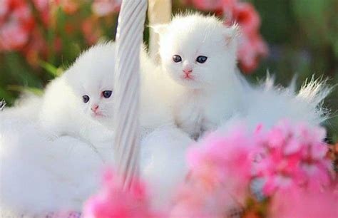 30 Cute Cat Pictures Incredible Snaps