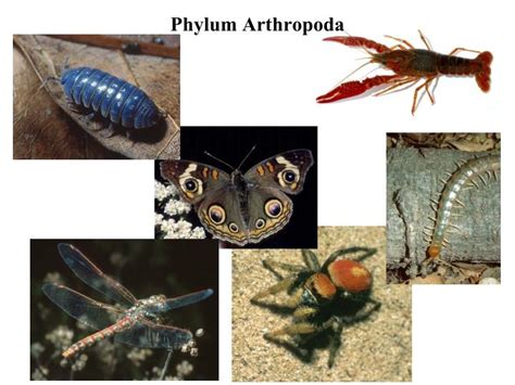 Ppt Phylum Arthropoda Powerpoint Presentation Free Download Id