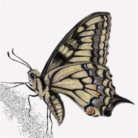 Swallowtail Butterfly Illustration Giclée Art Print By Ben Rothery