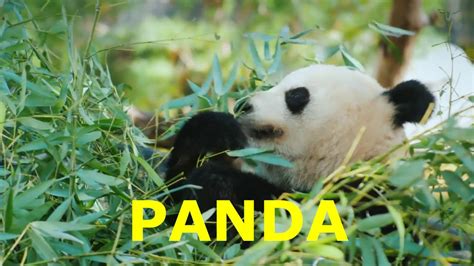 Panda Sounds 10 Seconds Of Panda Noises To Teach Your Kids Youtube