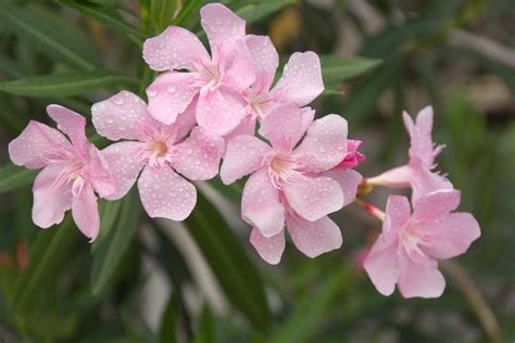 Tough And Vigorous Nerium Oleander Hardy Pink Oleander Is Noted