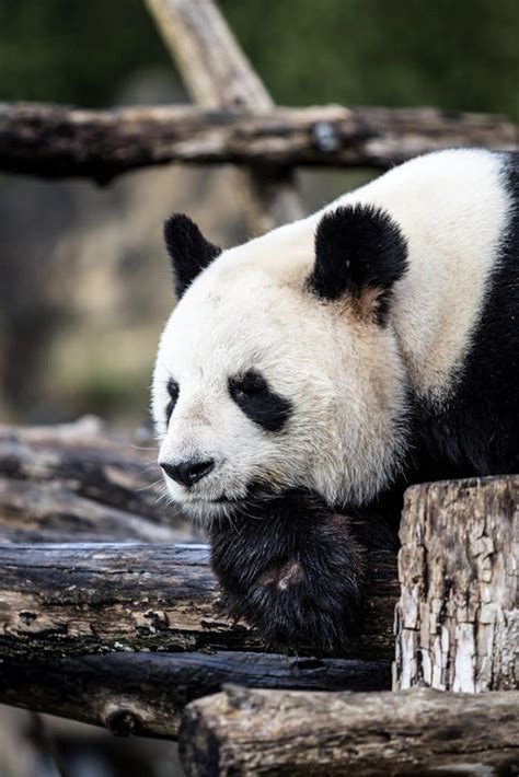 Best Places To See Giant Pandas