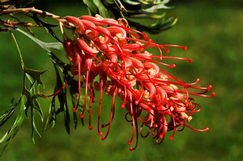 Australian Native Flowers A Guide To Australian Flowers Better Homes And Gardens