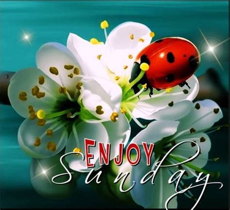 Enjoy Sunday Pictures Photos And Images For Facebook