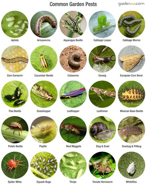 Top 7 Garden Pests What Worked And What Didnt You Can Read Some