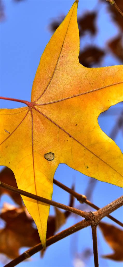 Wallpaper Yellow Maple Leaf Twigs Autumn 5120x2880 Uhd 5k Picture Image
