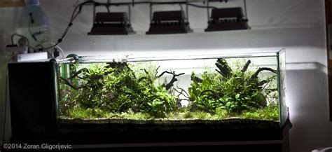 AGA 2014 Aquascaping Contest: #441