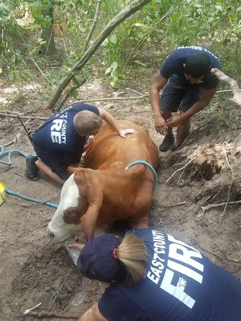 A friend approached me about sharing the cost of a whole my family has been buying whole cows as long as i can remember, and my husband and i have been doing it since we got married 6 years ago. East Montgomery firefighters dig out cows stuck in mud for ...