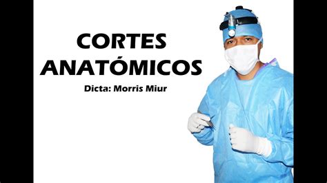 Cortes Anatómicos y Anatomía comparada YouTube