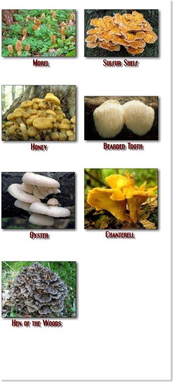 Wisconsins Wild Mushrooms Guide For Beginners Mushroom Guide Wild