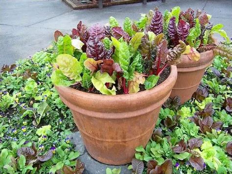 How To Grow Swiss Chard In Pots Or Containers Plant Instructions