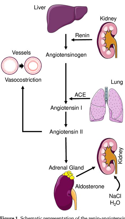 Schematic Representation Of The Renin Angiotensin Aldosterone System