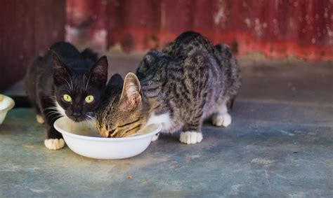 If you're like me, you treat your cats better than they deserve. Best Wet Cat Food | UK Reviews & Ratings | Buyers Guide