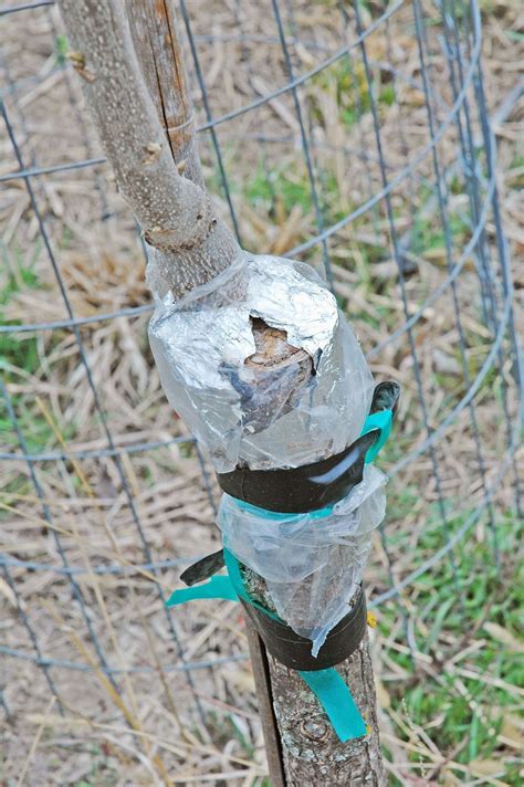 Today, pecans are still grown in north carolina for income and enjoyment. Northern Pecans: March 2014