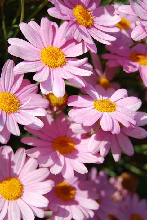 Pink Daisies Shot By Shay Davidson Beautiful Flowers Pictures Pretty