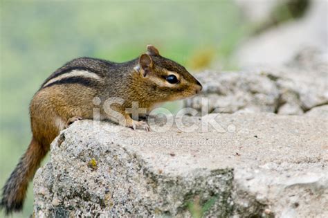 Eastern Chipmunk Stock Photo Royalty Free Freeimages