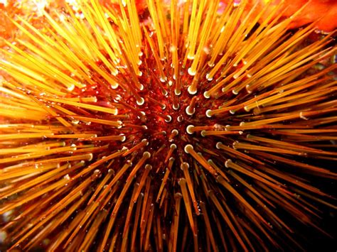 Widescreen Molluscs Animals Sea Urchin Background Free Best Pictures