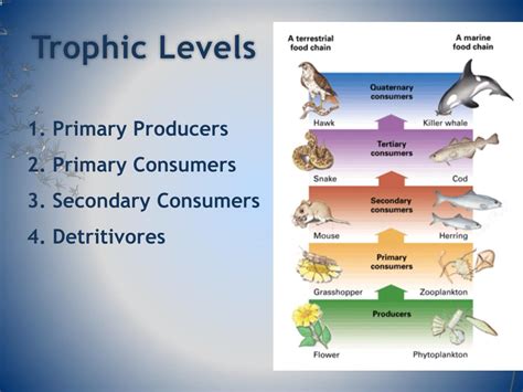 Ppt Chapter 55 Ecosystems And Restoration Ecology Powerpoint