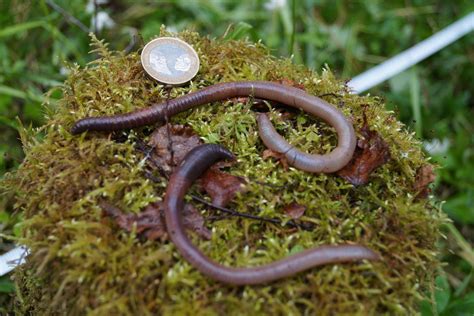 ‘earthworm Dilemma Has Climate Scientists Racing To Keep Up The New