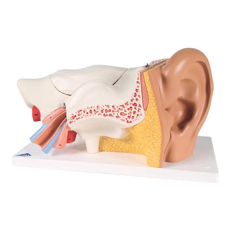 3b Classic Giant Ear 6 Parts Sense Organs Human Anatomy Biology