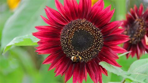 Red Sunflower With Background Of Green Leaves Hd Flowers