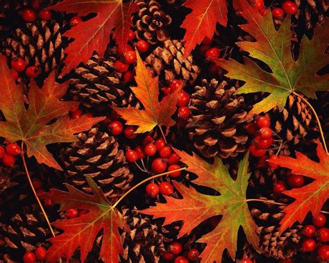 Pine Cones And Berries Autumn Leaves Wallpaper Leaf Wallpaper Fall