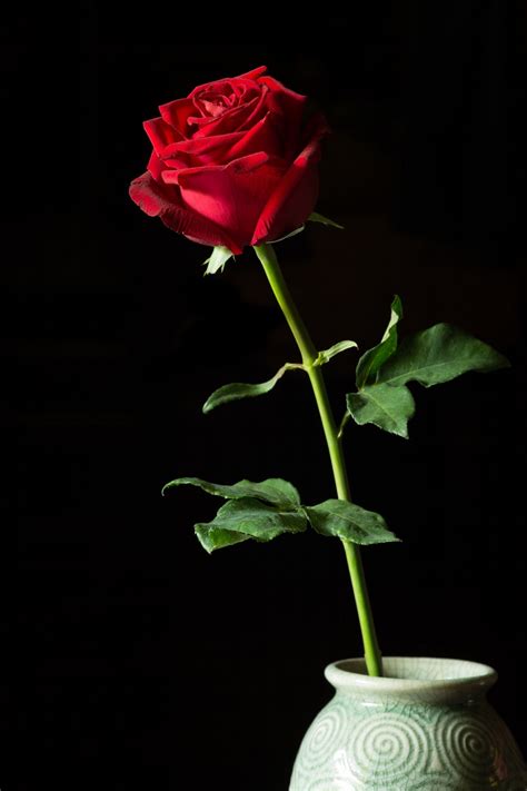 Single Red Rose In Vase Isolated On Black Red Roses Single Red Rose