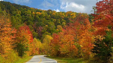 Road Between Red Yellow Green Orange Autumn Leaves Trees Forest Scenery