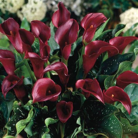 Majestic Red Calla Lily Someday Pinterest