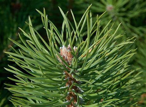 12 Lb Fresh Scots Pine Needles For Tea Pinus Sylvestris Etsy